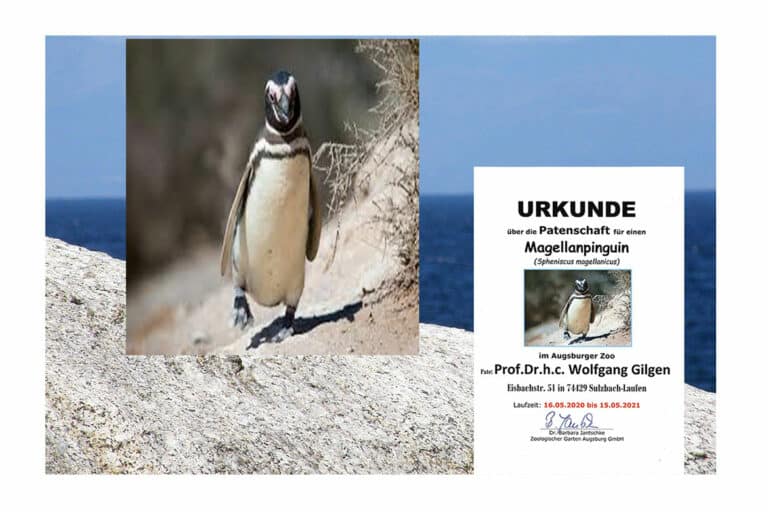 Magellanpinguin und Patenschaftsurkunde